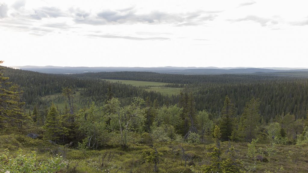 Our mission and activities – Suomen Metsätieteellinen Seura